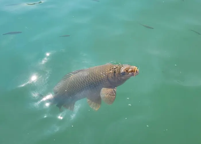 בית הארחה Blu